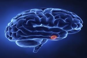 Pituitary Gland Tumors - Effects on Health and Treatment Options