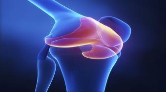 articular knee cartilage