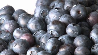 nutrition blueberries