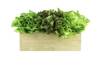 nutrition lettuce in wooden box