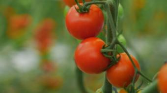 Why tomatoes are great for your health