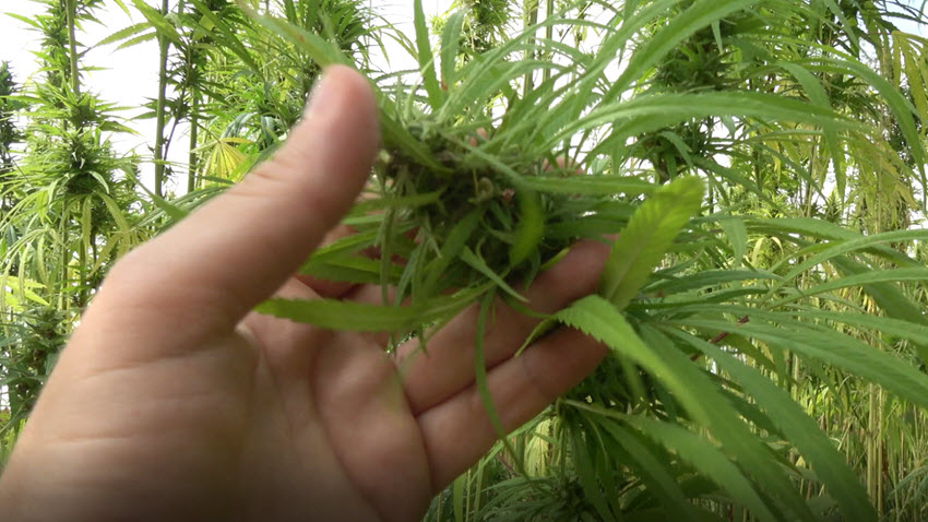 /uploads/videothumbs/cannabis-plant-2.jpg