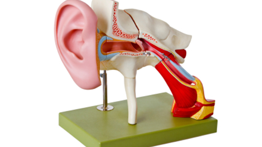 Types Of Surgery For Hearing Loss Health Choices First